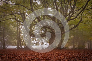 A walk in nature among the secular beech trees of Canfaito with fog, a large plateau situated on the slopes of Monte San Vicino