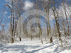 Walk outside on a perfect winter day