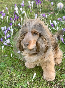 A walk in the park