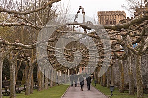 Walk in a park with trees that entangle their branches