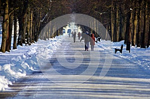 Walk in the park in a winter day