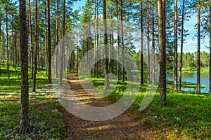 Walk path in a beautiful pine forest in a green summer Sweden