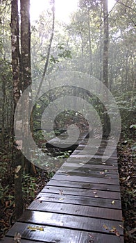 walk path on ground through forest in rain season photo