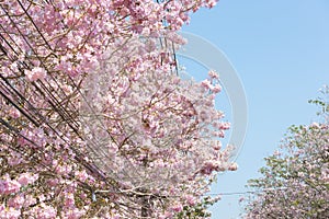 Walk path surrounded with blossoming Tabebuia rosea pink trumpet tree