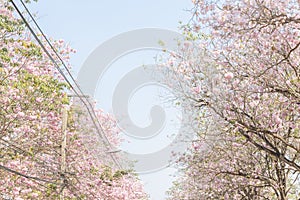 Walk path surrounded with blossoming Tabebuia rosea pink trumpet tree