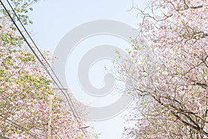 Walk path surrounded with blossoming Tabebuia rosea pink trumpet tree