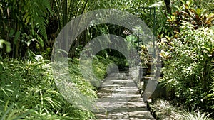 Walk path surrounded by plants 03