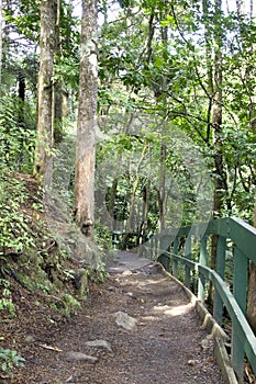 Walk path, Whangarei Falls and Scenic Reserve photo