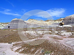 Walk through the Petrified Forest National Park, Arizona, USA