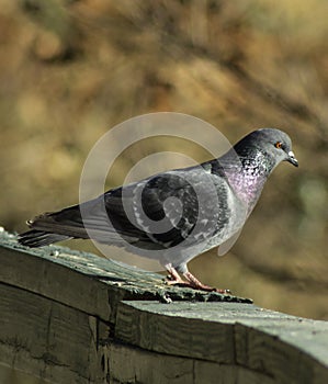 The Walk of a Pigeon