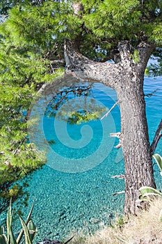 walk through pine arch to clear azure blue sea