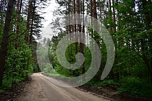 A walk in a pine forest charges you with positive emotions photo