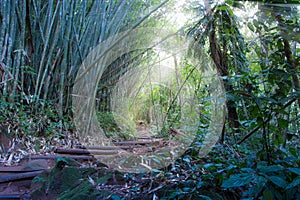 A walk on the rainforest