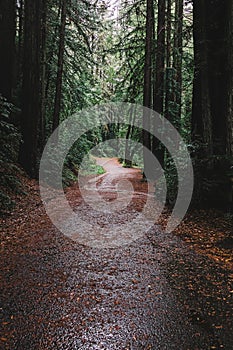 Walk in redwood forest on rainy day