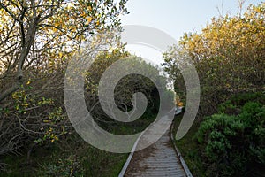 Walk through several diverse natural habitats for viewing flora and fauna in Oso Flaco Lake, California photo