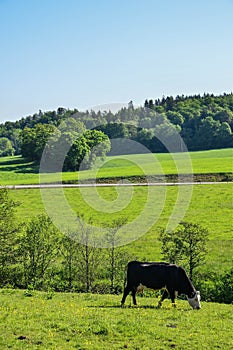 A walk in the spring outside the swedish countryside