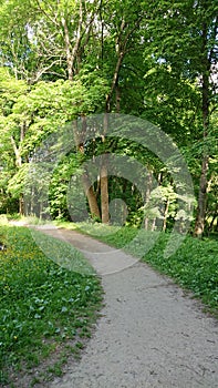 Walk in the summer park the road goes into the distance