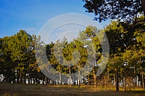 Walk through the sunny pine forest