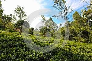 Walk through the tea plantations in Ella, Sri Lanka
