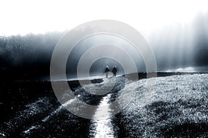 Walk throw autumn fog