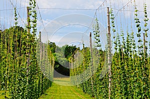 A walk thru the Beer Hops