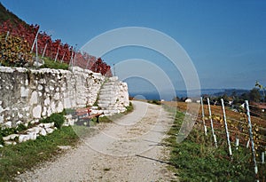 Walk through vineyards