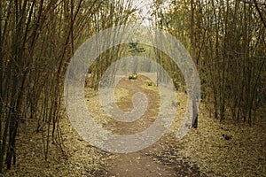 Walk way between bamboo tree in forest