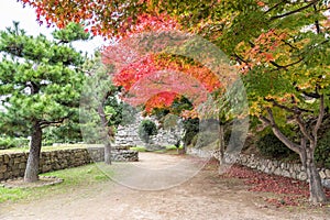 Walk way in colorful autumn forest at Himeji Castle, Hyogo, Japan