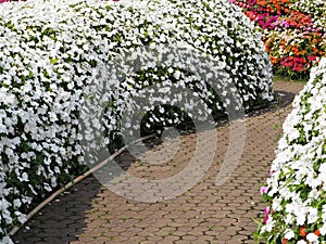 Walk way in Field of Impatiens walleriana flowers called Balsam, flowerbed of blossoms in pink,white and red Impatiens walleriana photo