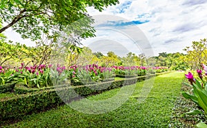 Walk way in the flower garden