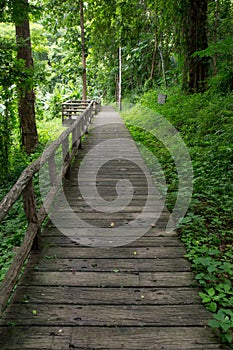 Walk way in the forest