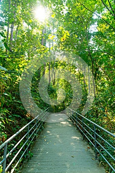 walk way in the forest