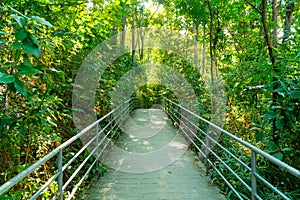 Walk way in the forest