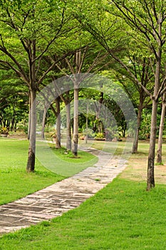 Walk way in the garden