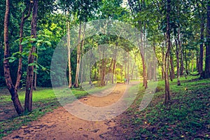 Walk way in green forest for background usage