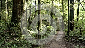 Walk way in Green primeval forest in New Zealand wild nature