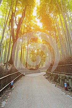 Walk way leading to Bamboo forest in Kyoto Japan