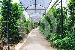 The walk way and light filter mesh roof in garden