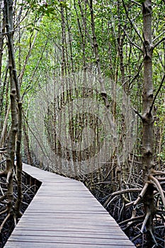Walk way in mangrove forest, other name is inter tidal forest