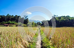 Walk way in middle the rice field