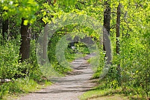 Walk way in the park