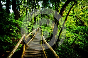 Walk way into rain forest inthanon mountain Thailand