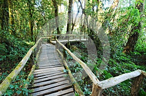 The walk way in the rainforest