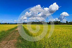 Walk way in side the rice field
