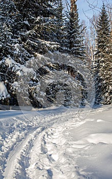 A walk through the winter forest. Beautiful winter landscape