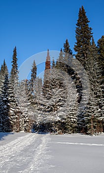 A walk through the winter forest. Beautiful winter landscape