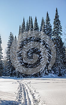 A walk through the winter forest. Beautiful winter landscape