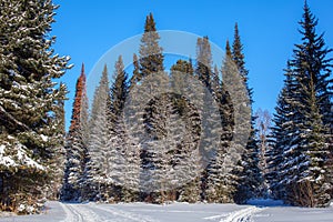 A walk through the winter forest. Beautiful winter landscape