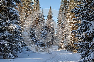 A walk through the winter forest. Beautiful winter landscape