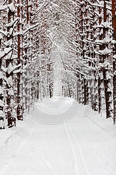A walk through the winter forest. Beautiful winter landscape.